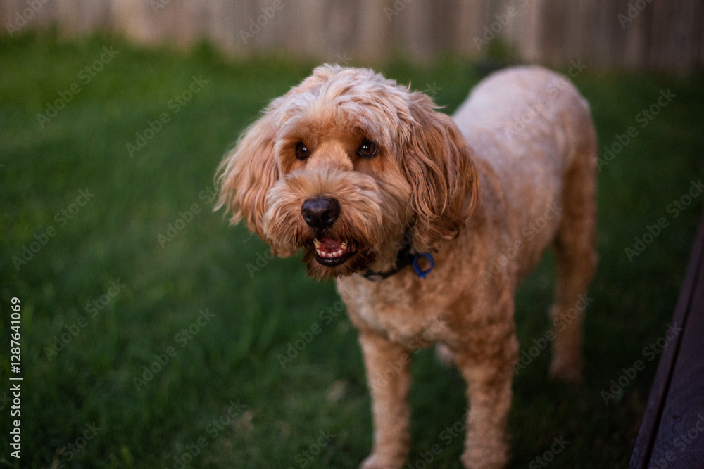 happy brown dog standing in the back yard happy brown dog standing in the back yard