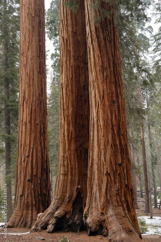 Giant Sequioa Trees in Sequioa National Park, California. Giant Sequioa Trees in Sequioa National Park, California.