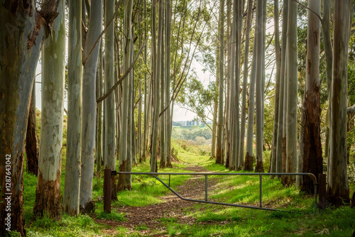 A walking track protected by an anti vehicle gate passes through a cool and lushly grassed eucalypt tree forest woodland in Second Valley forest reserve on the Fleurieu Peninsula in South Australia.
 photo