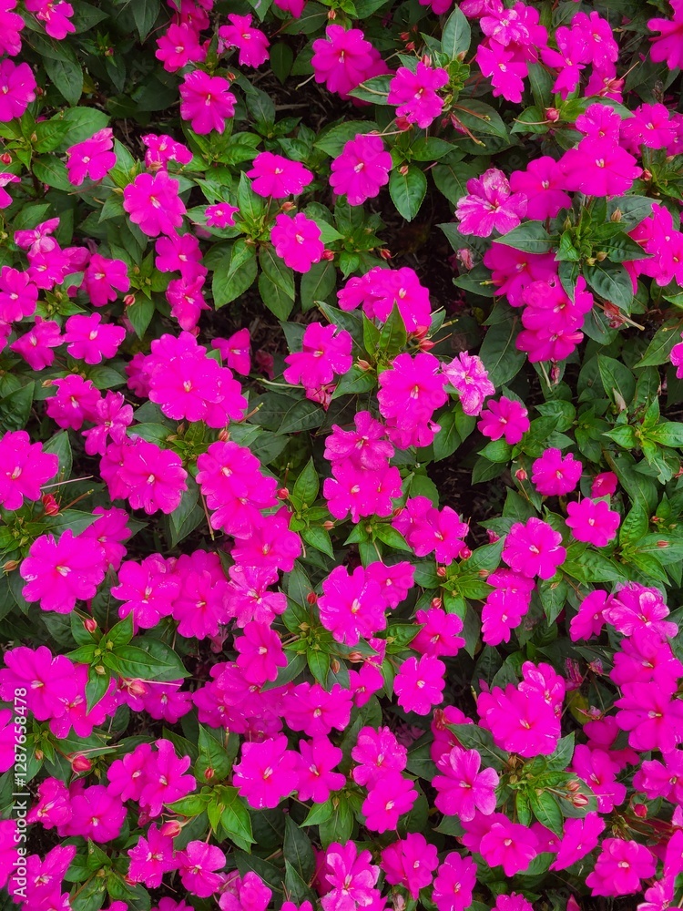 Fototapeta premium A vibrant carpet of bright pink Impatiens flowers with lush green leaves. The flowers create a dense, colorful pattern, perfect for a cheerful and natural background.