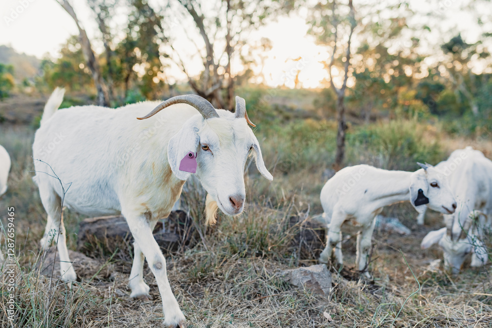 Family of goats grazing in rocky field at sunset Family of goats grazing in rocky field at sunset