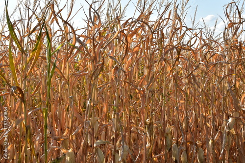 Mais,  Zea mays L., Trockenstress photo
