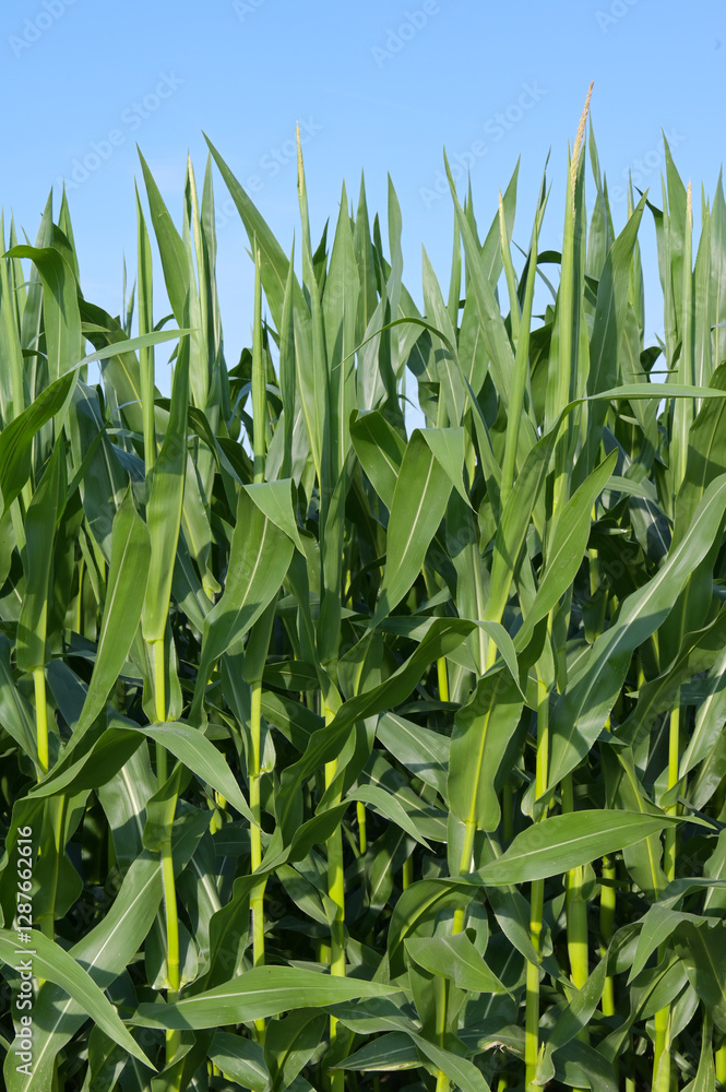 Mais, Zea mays L. , Fahne, Rispe, Fahnenschieben Mais, Zea mays L. , Fahne, Rispe, Fahnenschieben