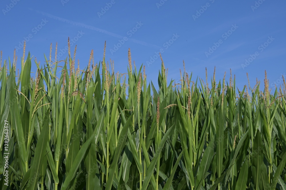 Mais, Zea mays L. , Fahne, Rispe, Fahnenschieben Mais, Zea mays L. , Fahne, Rispe, Fahnenschieben