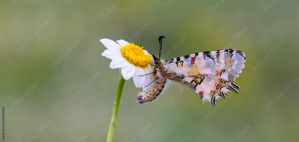 a beautiful butterfly with scallop, Zerynthia deyrollei