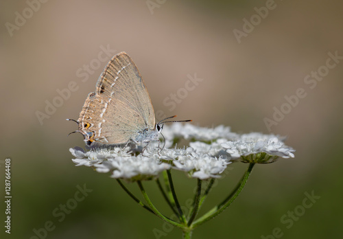 Obraz na płótnie brown butterfly on plant, Riley's Hairstreak, Satyrium marcidum w salonie