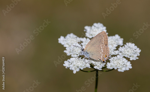 brown butterfly on plant, Riley's Hairstreak, Satyrium marcidum photo