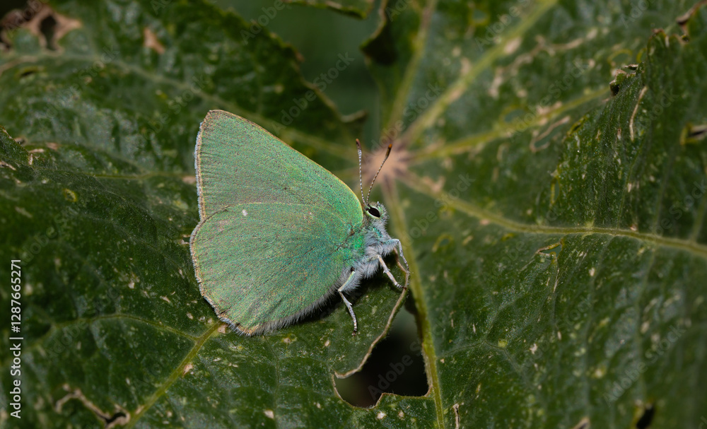 green butterfly resting on a green leaf, Nahcevan Hairstreak, Callophrys danchenkoi