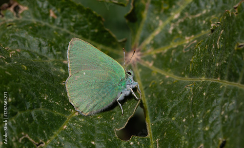 green butterfly resting on a green leaf, Nahcevan Hairstreak, Callophrys danchenkoi