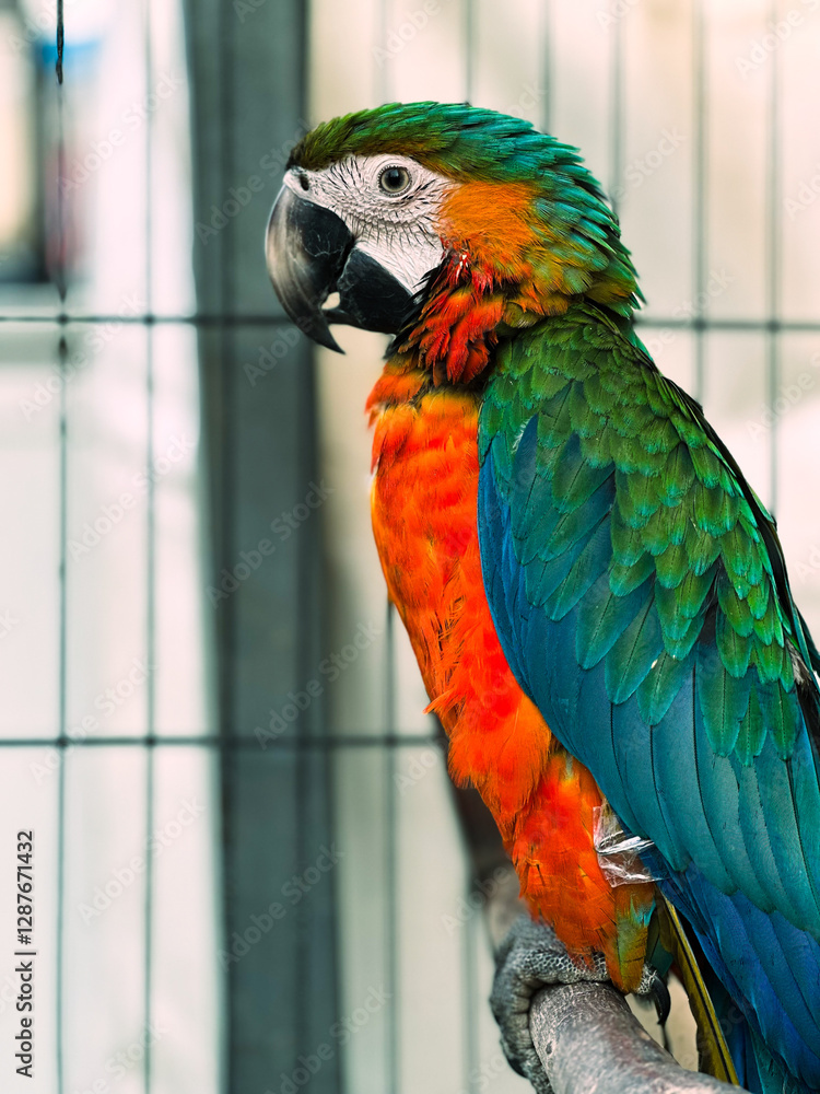 Obraz premium blue and yellow harley-quinn macaw
