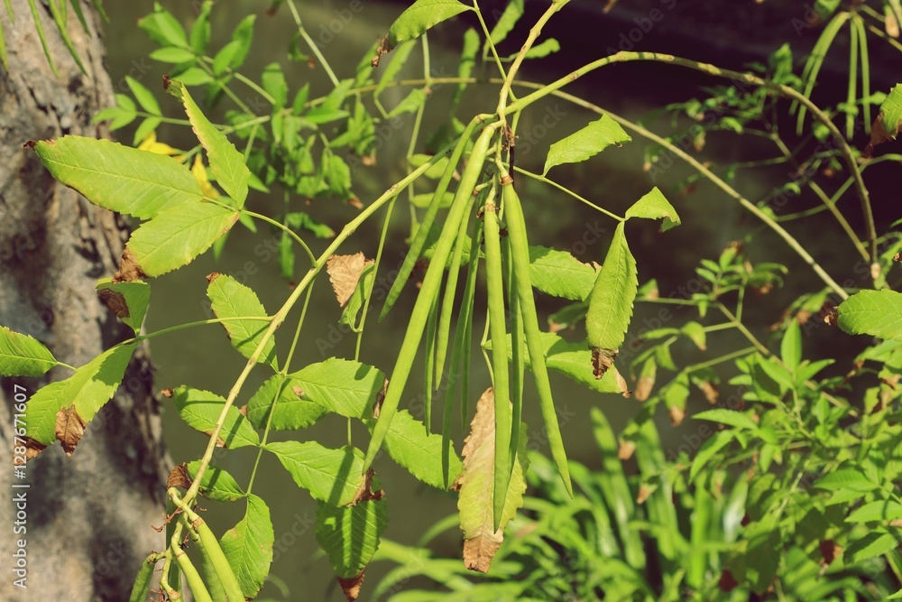 Trumpetbush or Yellow elder (Tecoma stans) plant pod in garden Trumpetbush or Yellow elder (Tecoma stans) plant pod in garden