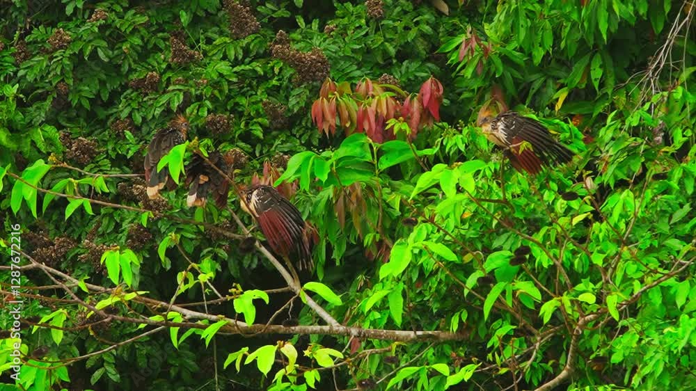 Pan shot of two Hoatzin sitting on a branch in Tambopata, Madre de Dios Region, Peru, in the peruvian amazon Pan shot of two Hoatzin sitting on a branch in Tambopata, Madre de Dios Region, Peru, in the peruvian amazon