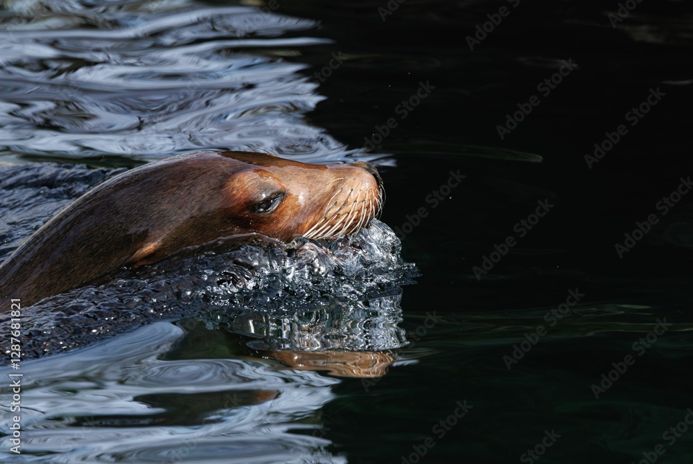 Obraz premium Sea lion swimming gracefully