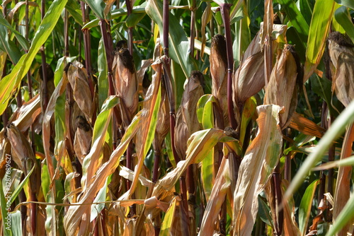 Mais,  Zea mays L., Kolbenbildung, Teigreife