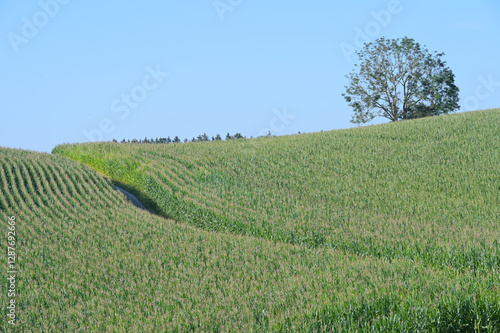 Mais,  Zea mays L., Kolbenbildung photo