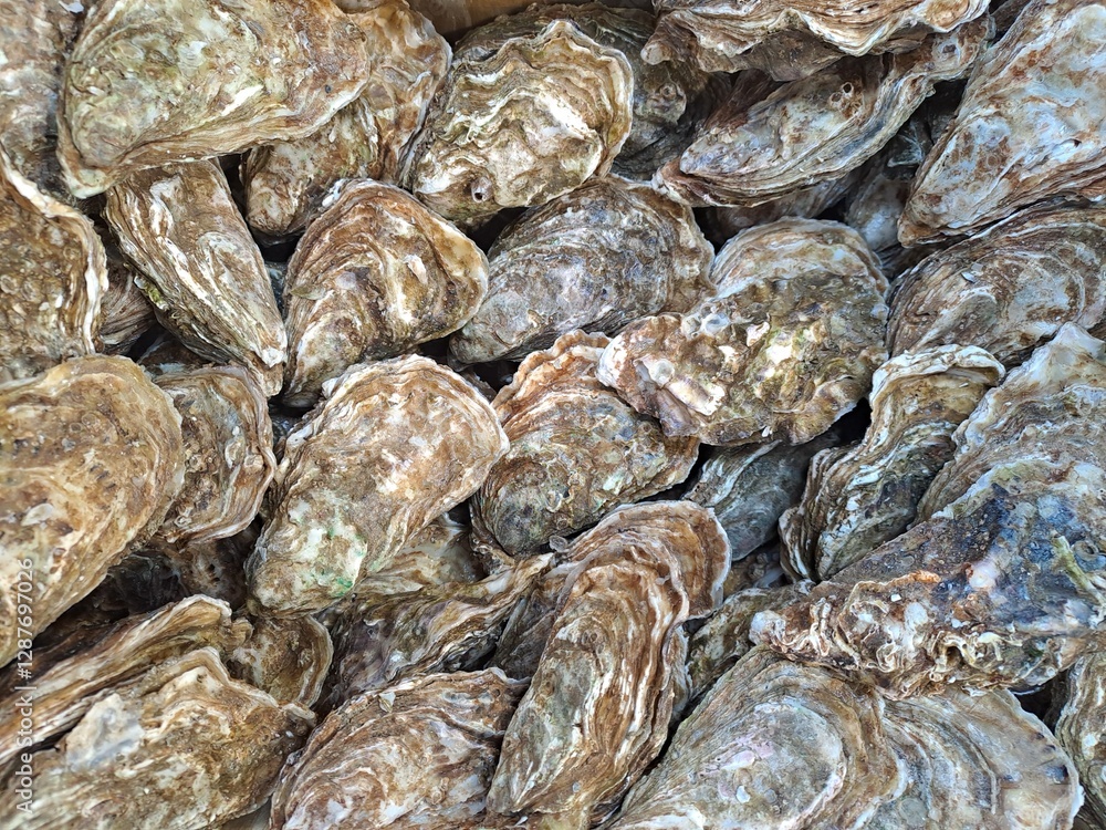fresh oysters on the market fresh oysters on the market