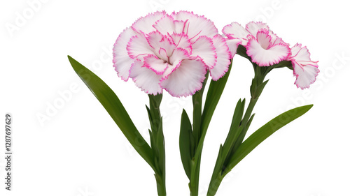 Dianthus flowers