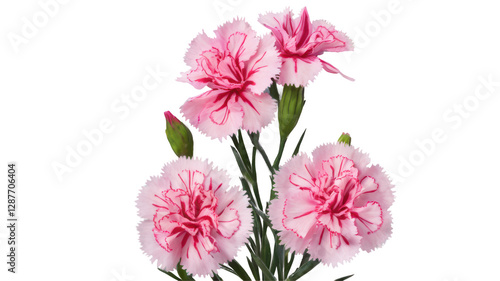 Dianthus flowers