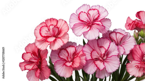 Wallpaper Mural Dianthus flowers Torontodigital.ca