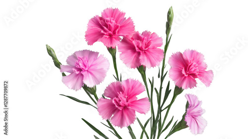 Dianthus flowers