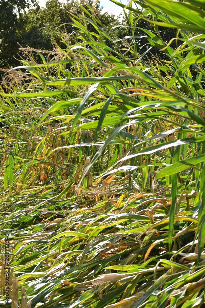 Mais,  Zea mays L., Mais lagert