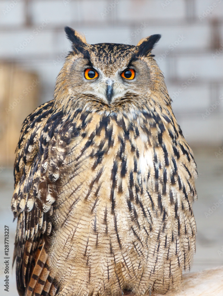Obraz premium A large owl with a yellow eye is sitting on a ledge