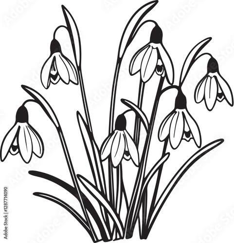 An elegant, hand-drawn black and white line artwork of delicate snowdrop flowers in full bloom