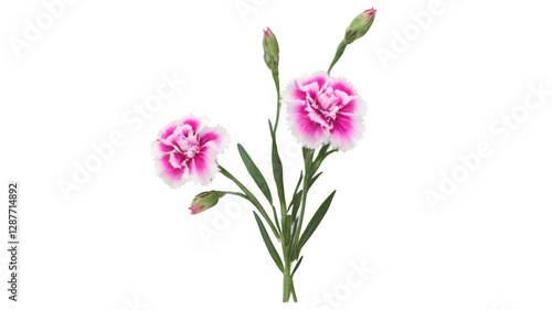 Dianthus flowers