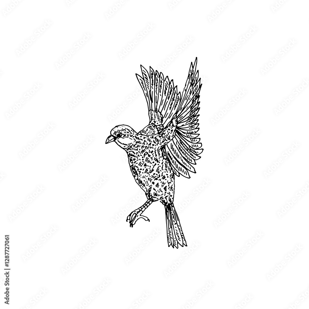 Obraz premium Cartoon line drawing of a bird in flight or about to land, spreading its wings.