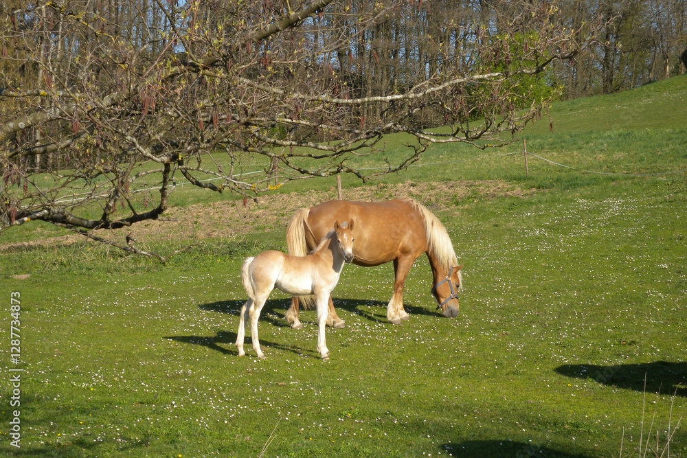 Haflinger, Pferde auf der Weide Haflinger, Pferde auf der Weide