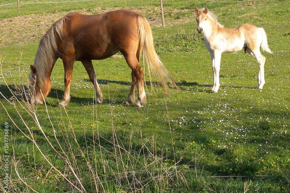 Haflinger, Pferde auf der Weide Haflinger, Pferde auf der Weide
