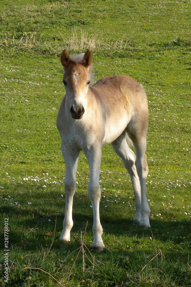 Obraz premium Haflinger, Pferde auf der Weide