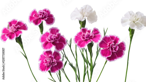 Dianthus flowers