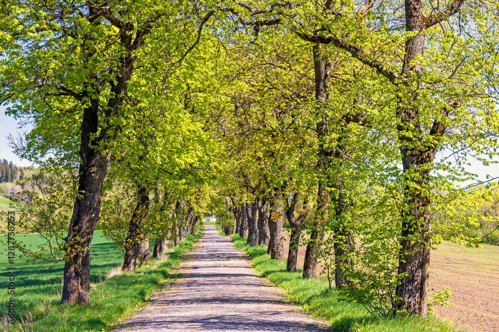 Tree Lined gravel road with lush green trees a sunny spring day Tree Lined gravel road with lush green trees a sunny spring day
