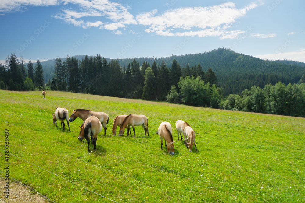 Przewalski-Pferd, Equus przewalskii, Pferde auf der Weide