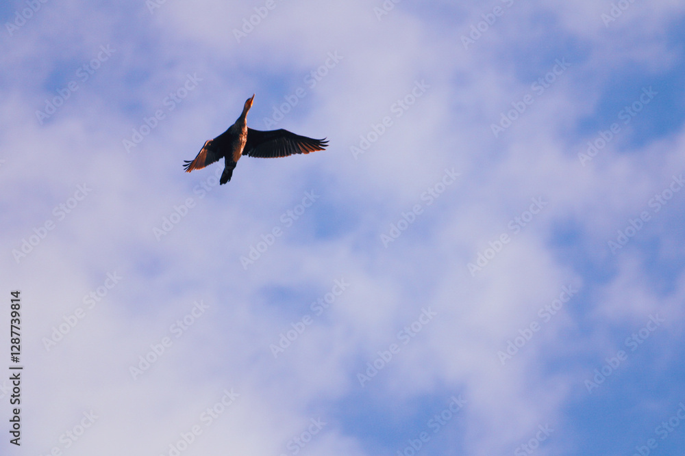 Fototapeta premium A bird soaring in the sky with its wings fully extended