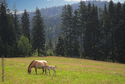 Przewalski-Pferd, Equus przewalskii, Pferde auf der Weide 
 photo