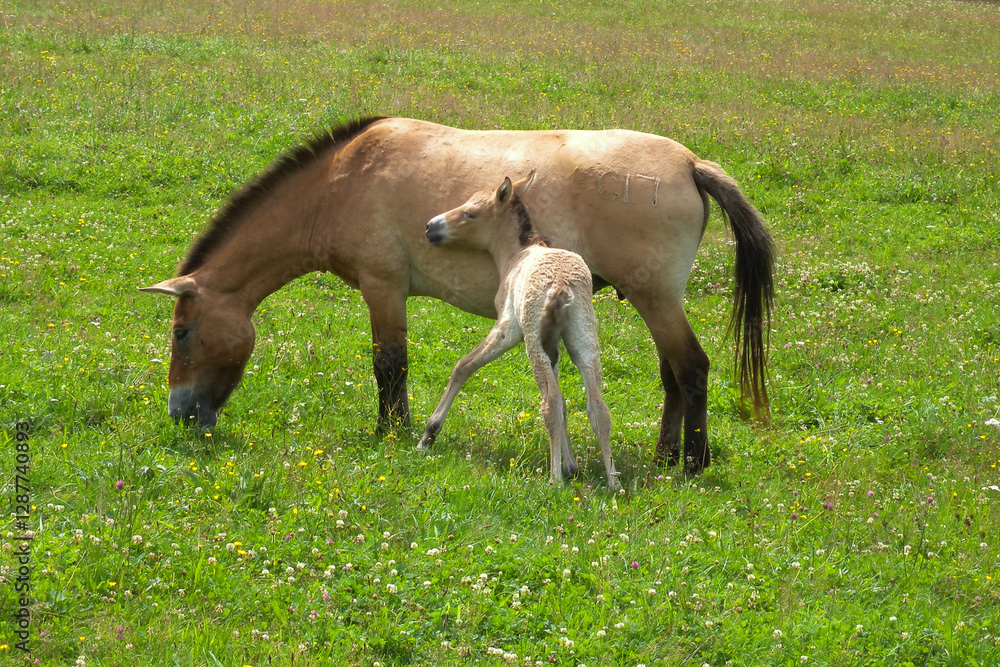 Fototapeta premium Przewalski-Pferd, Equus przewalskii, Stute, Fohlen