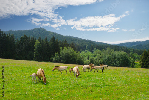 Przewalski-Pferd, Equus przewalskii, Pferde auf der Weide photo