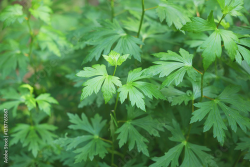 Fotografia Aconite, a plant famous for its deadly poison
