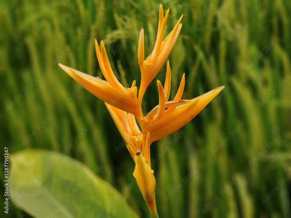 Obraz premium Benefits of Shrimp Clamp Ornamental Plants (Heliconia) Beautify the environment Absorb pollution Produce oxygen Habitat for wildlife