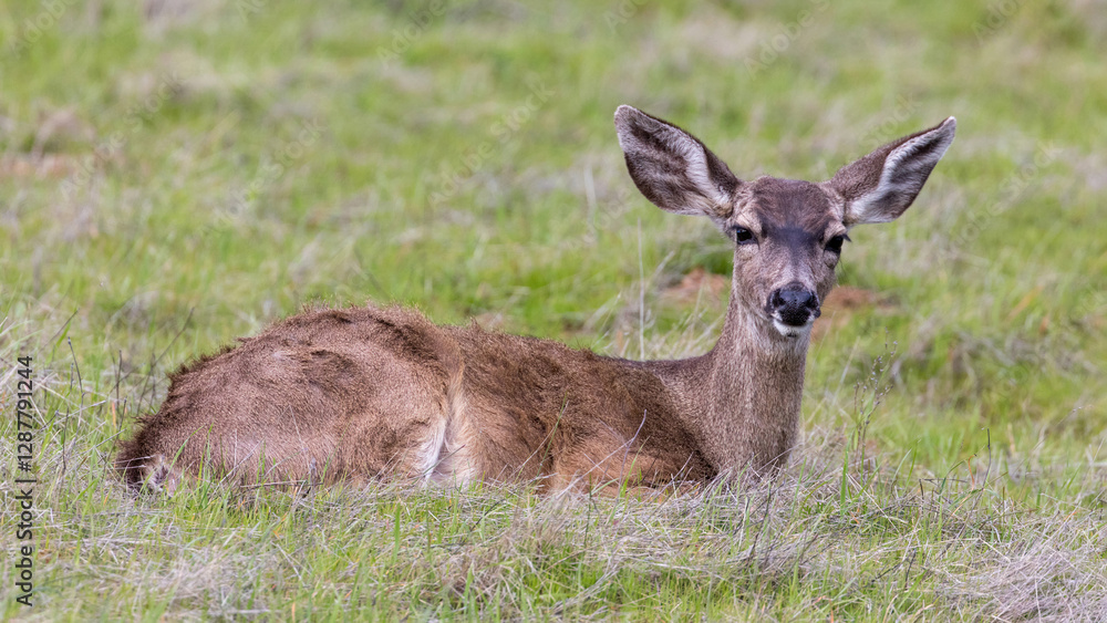 A Yearling Black-tailed Deer Resting in the Meadow. Edgewood Park and Natural Preserve, San Mateo County, California. A Yearling Black-tailed Deer Resting in the Meadow. Edgewood Park and Natural Preserve, San Mateo County, California.