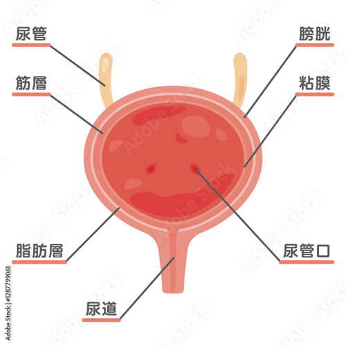 膀胱の断面構造イラスト1