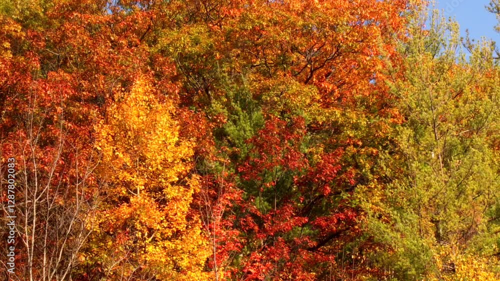 Dense trees with red, orange, and yellow autumn foliage in the Catskill Mountains Dense trees with red, orange, and yellow autumn foliage in the Catskill Mountains