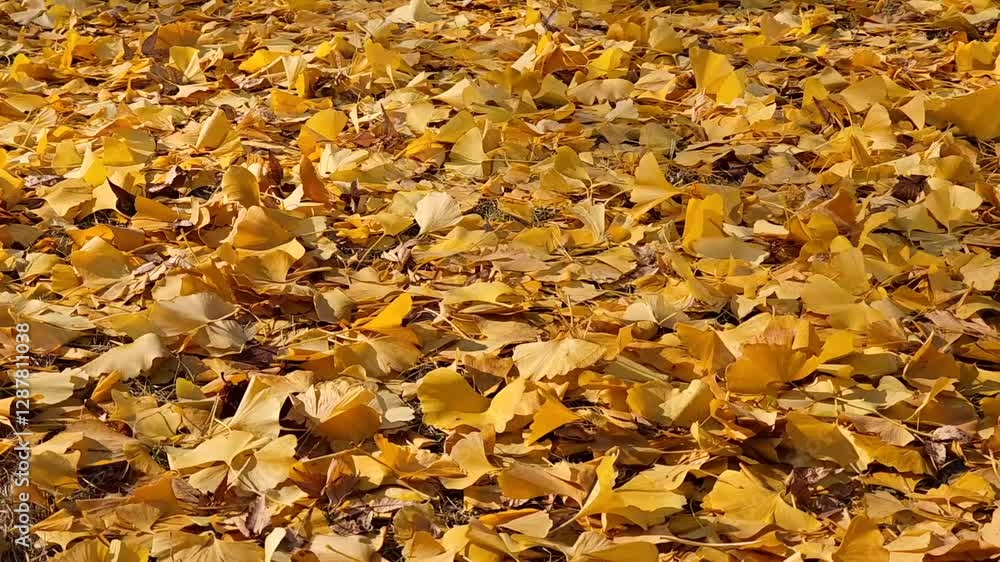 Beautiful golden yellow ginkgo trees leaves sway under clear blue sky breeze, picnic Shinjuku Chuo central Park, Shinjuku City, Tokyo, Japan Overlooking, leaves, large tree, fallen leaves ground Beautiful golden yellow ginkgo trees leaves sway under clear blue sky breeze, picnic Shinjuku Chuo central Park, Shinjuku City, Tokyo, Japan Overlooking, leaves, large tree, fallen leaves ground