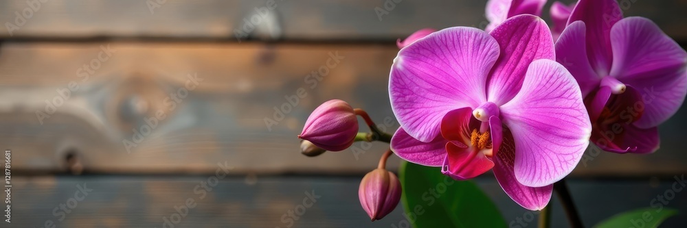 Majestic orchid pink flowers against a wooden backdrop with natural textures, blossom, orchid Majestic orchid pink flowers against a wooden backdrop with natural textures, blossom, orchid