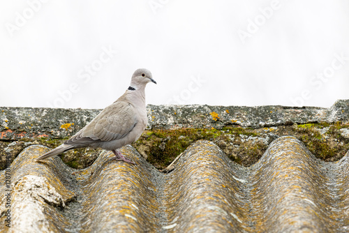 Streptopelia decaocto. Collared Turkish Turtle Dove. Pigeon on the roof. photo