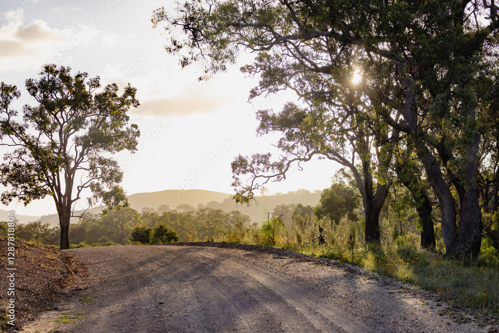 Sunlight through trees on a winding dirt road at golden hour, peaceful rural landscape Sunlight through trees on a winding dirt road at golden hour, peaceful rural landscape