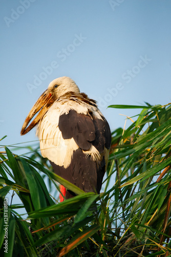 Woolly-necked stork resting in reeds