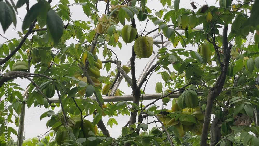 star fruit carambola fruits hanging on tree star fruit carambola fruits hanging on tree